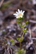 Image of Swamp Gentian