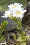 Image of Swamp Gentian