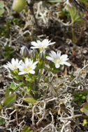 Image of Swamp Gentian