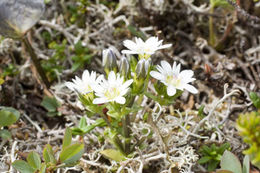 Image of Swamp Gentian