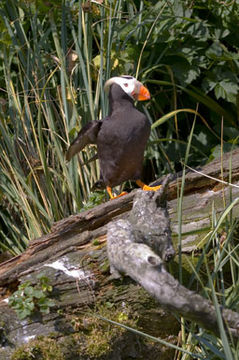 Image of Tufted Puffin