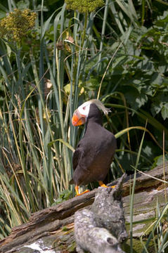 Image of Tufted Puffin