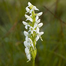 Image of Tall white bog orchid