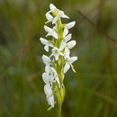 Imagem de Platanthera dilatata (Pursh) Lindl. ex L. C. Beck