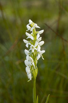 Image of Tall white bog orchid