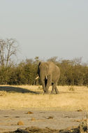 Image of African bush elephant