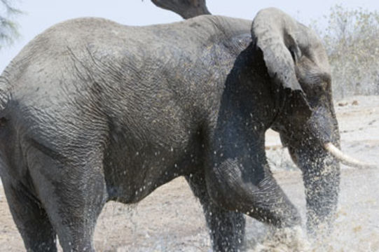 Image of African bush elephant