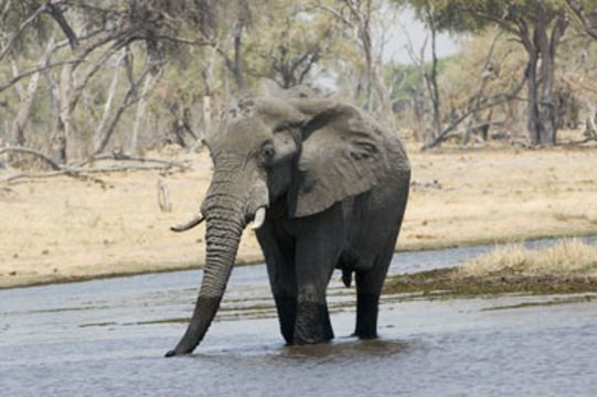 Image of African bush elephant