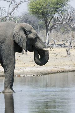 Image of African bush elephant