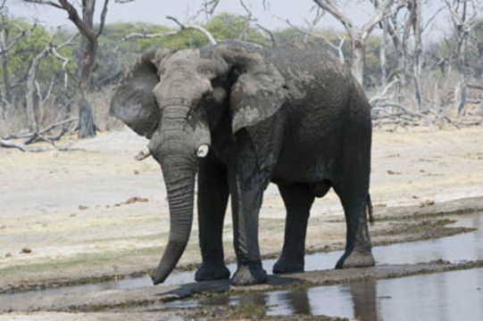 Image of African bush elephant