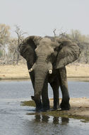 Image of African bush elephant