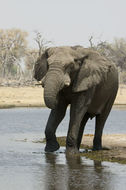 Image of African bush elephant