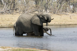 Image of African bush elephant