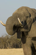 Image of African bush elephant