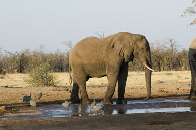 Image of African bush elephant