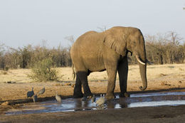 Image of African bush elephant