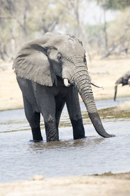 Image of African bush elephant