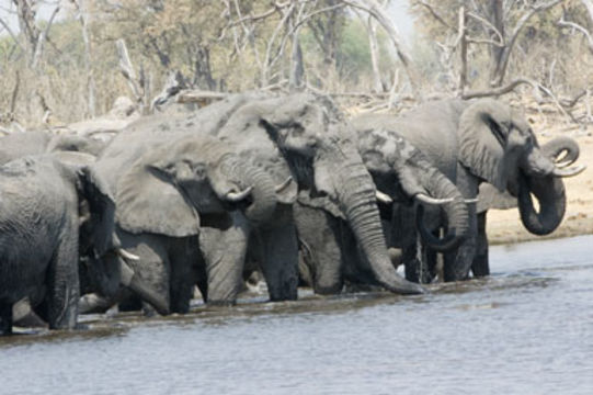 Image of African bush elephant