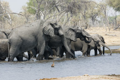 Image of African bush elephant