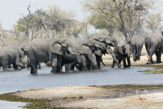 Image of African bush elephant