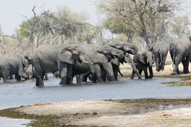 Image de Éléphant Africain