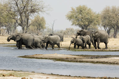 Image of African bush elephant