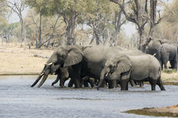 Image of African bush elephant