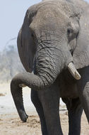 Image of African bush elephant