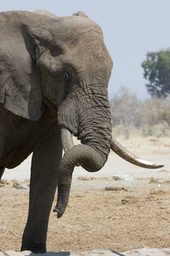 Image of African bush elephant