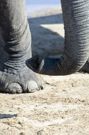 Image of African bush elephant