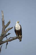 Image of African Fish Eagle