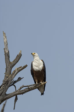 Image of African Fish Eagle