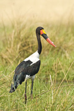 Image de Jabiru d'Afrique