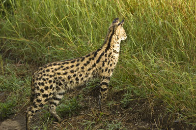 Image of Serval