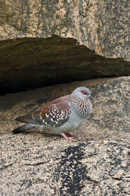 Image of Speckled Pigeon