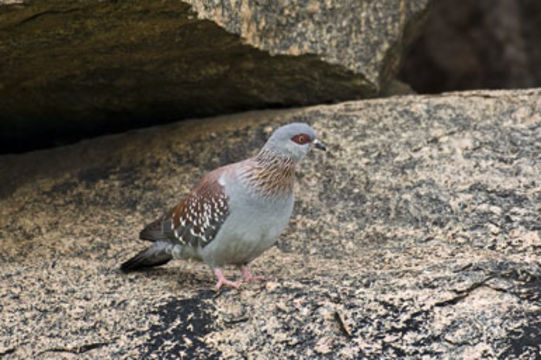 Image of Speckled Pigeon