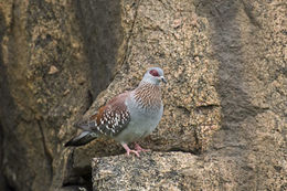 Image of Speckled Pigeon