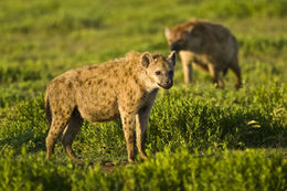 Image of Spotted Hyena