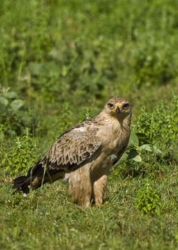 Image of Tawny Eagle