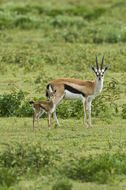 Image of Thomson's Gazelle