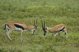 Image of Thomson's Gazelle