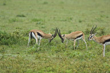 Image of Thomson's Gazelle