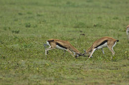 Image of Thomson's Gazelle