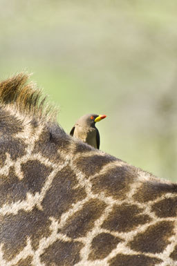 Image of Yellow-billed Oxpecker