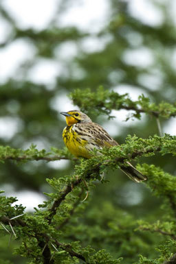 Image of Yellow-throated Longclaw