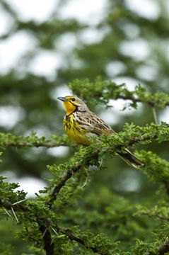 Image of Yellow-throated Longclaw