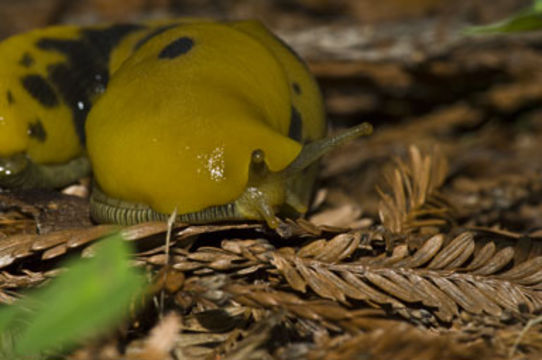 Ariolimax columbianus (A. Gould 1851) resmi