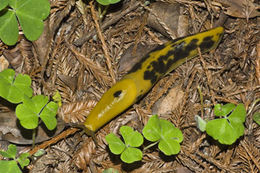 Image of Ariolimax columbianus (A. Gould 1851)