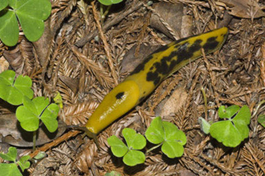 Image of Ariolimax columbianus (A. Gould 1851)