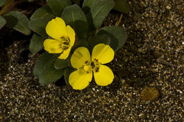 Image de Camissoniopsis cheiranthifolia subsp. suffruticosa (S. Watson) W. L. Wagner & Hoch